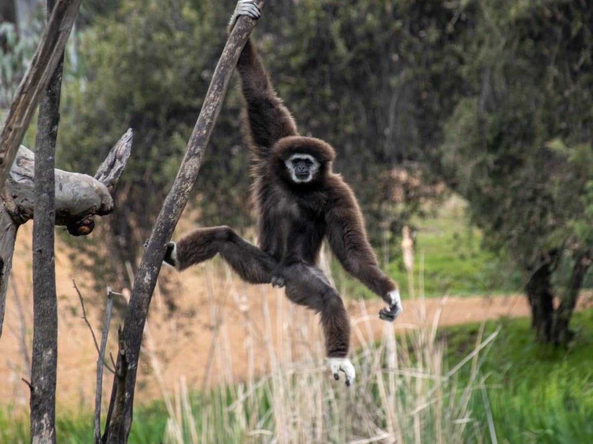 A gibbon hangs by one arm from a branch in the forest canopy.