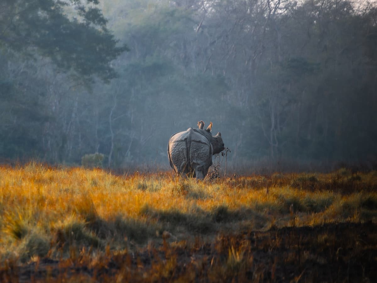 A one-horned rhinoceros stands with its back to the camera in a misty grassy field.