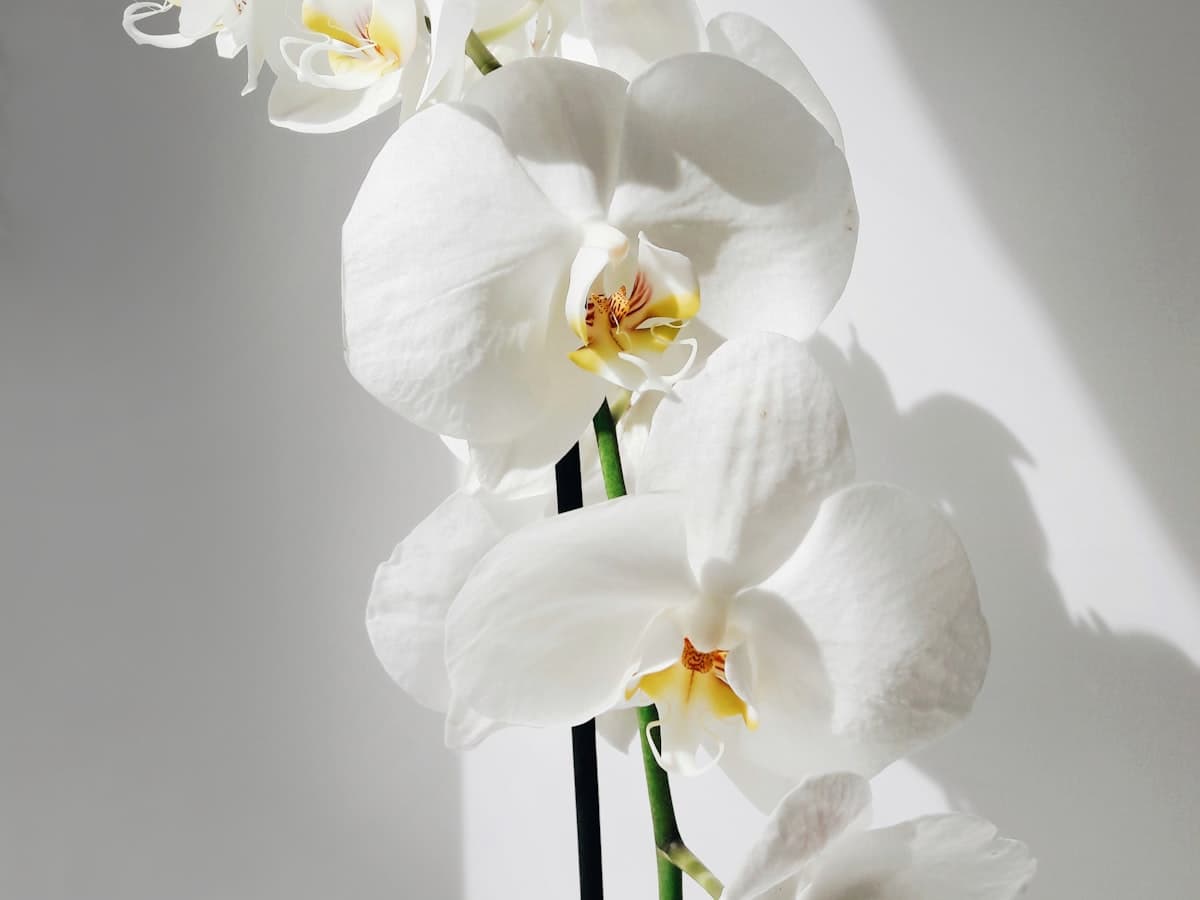 White moth orchids in bloom.