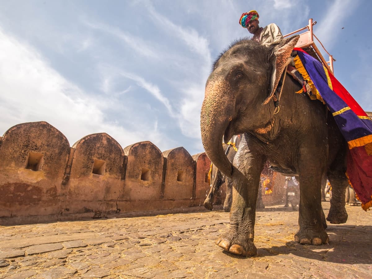 A man rides on the back of a walking elephant during the day.