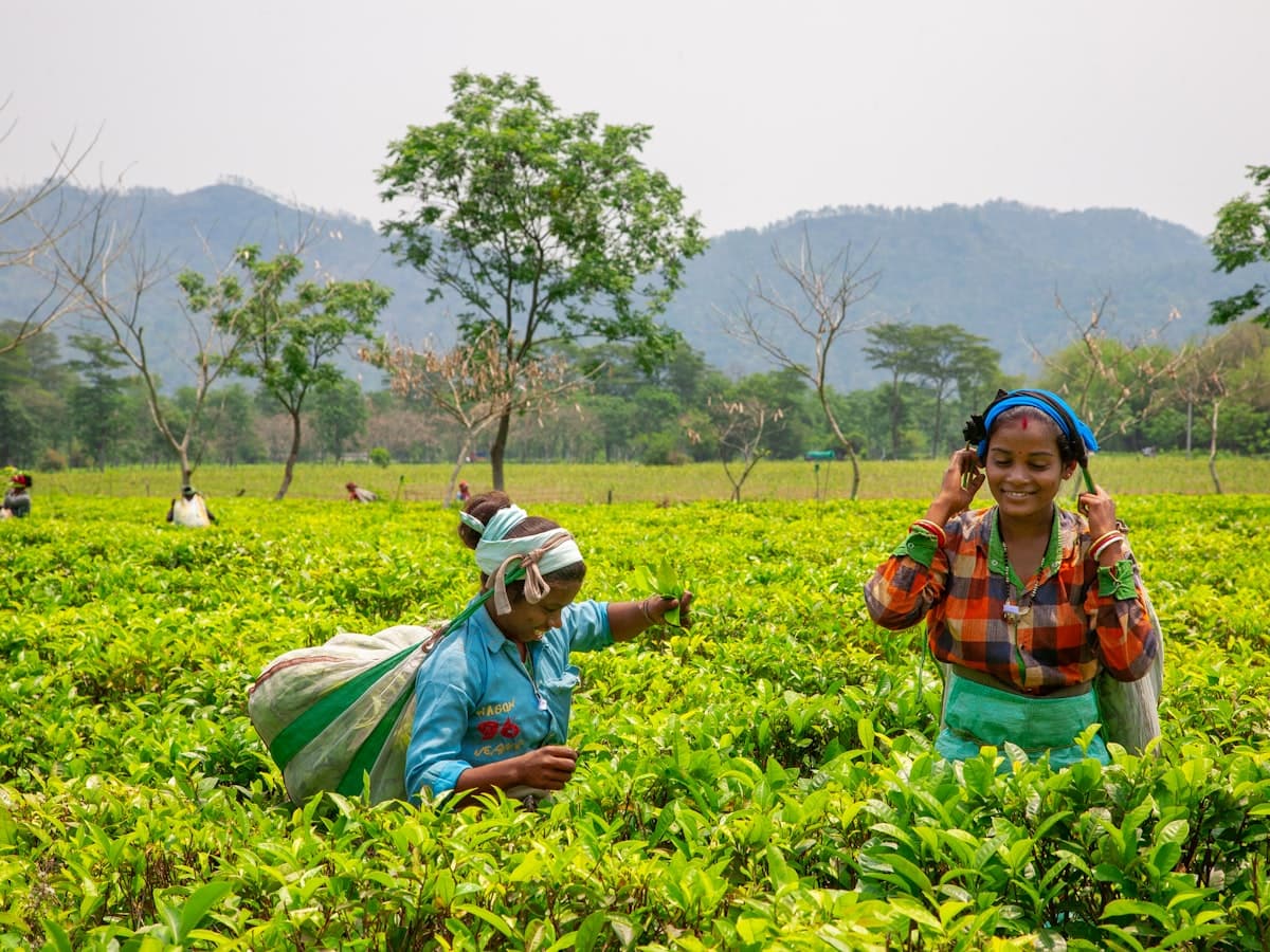 Women pluck tea leaves among the bushes in a lush green Assam tea field.