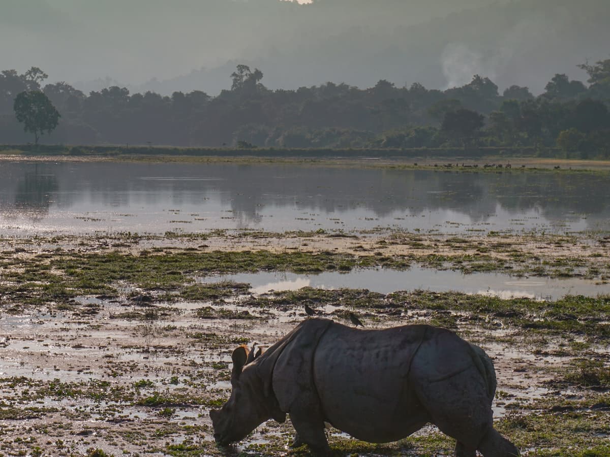A one-horned rhinoceros stands in a muddy field beside a body of water.