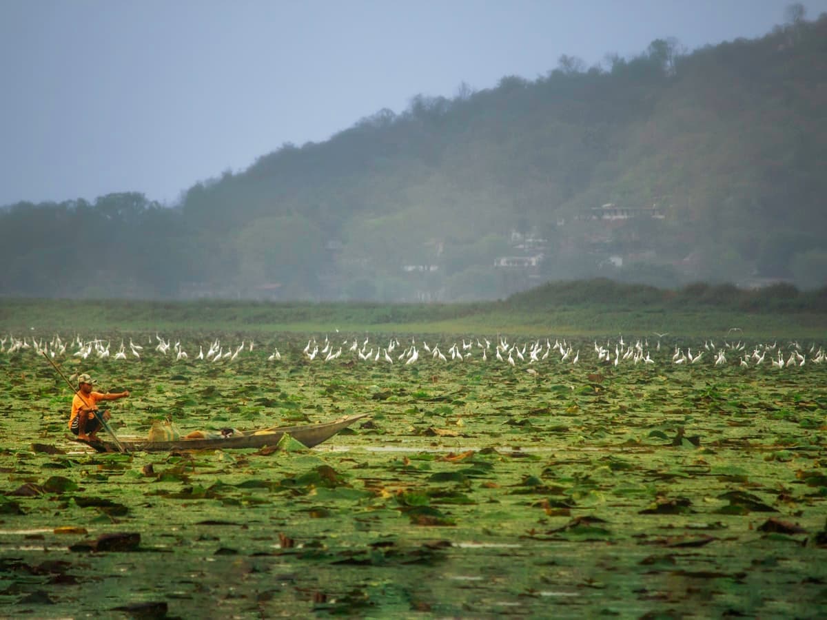 A lone fisherman poles a wooden boat across a wide marshy stretch of the Brahmaputra valley in Assam.