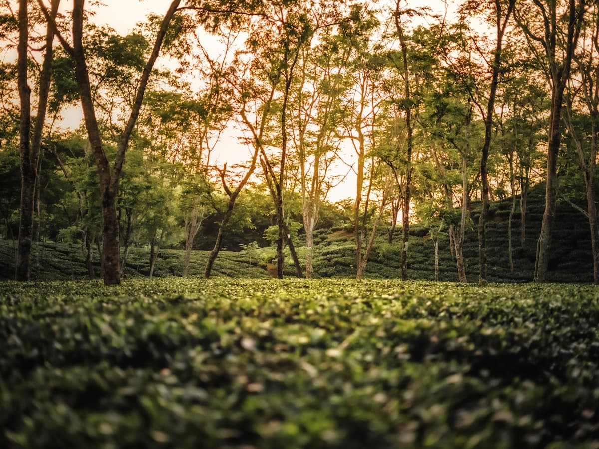 A broad green Assam field runs to a tree line under a soft sky, typical countryside along the Guwahati-Kaziranga road.