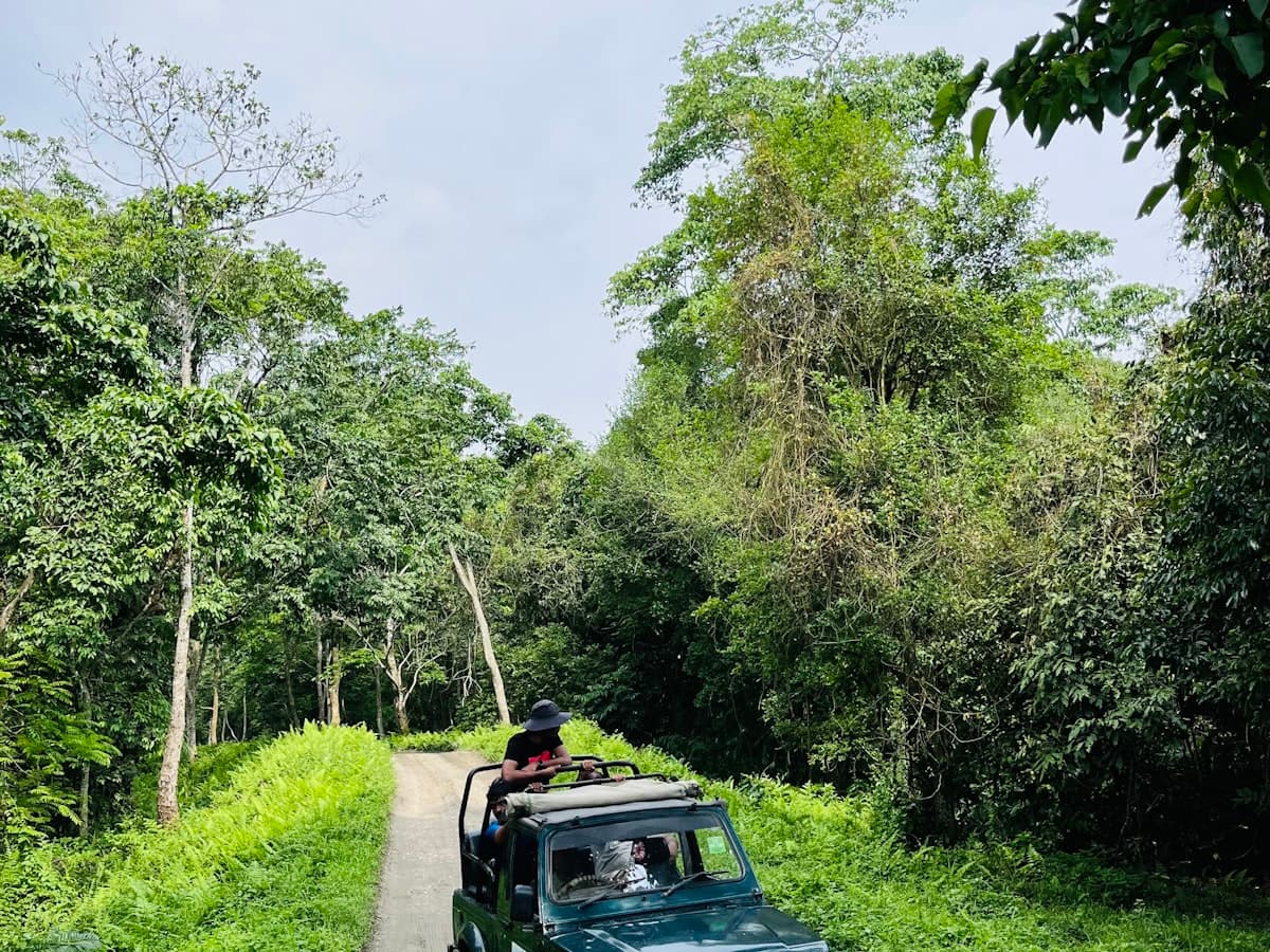 An open safari jeep drives a dirt track beside tall green grass and forest in Kaziranga National Park, Assam.