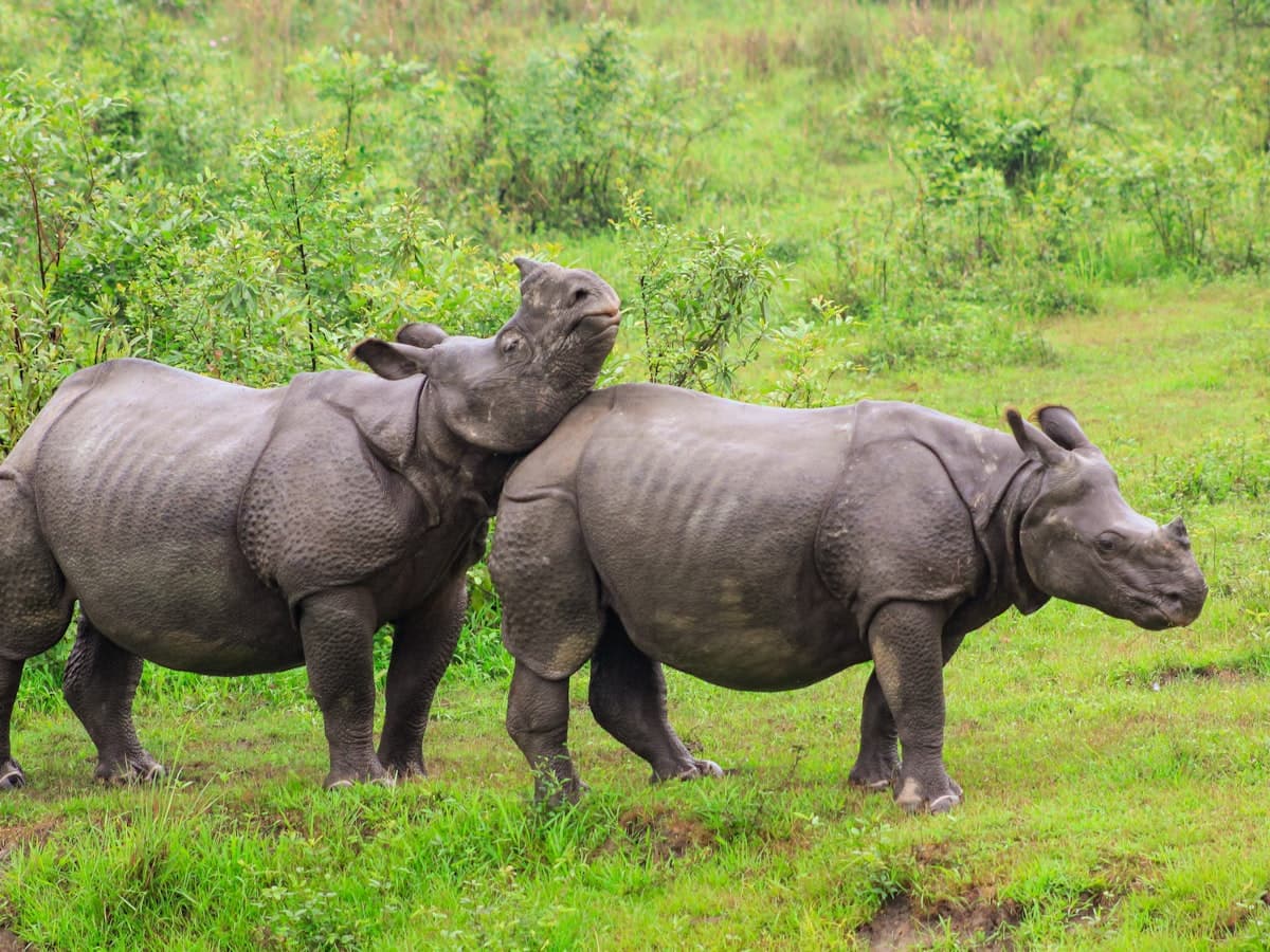 Two greater one-horned rhinoceroses graze across an open grassland in Kaziranga National Park, Assam.