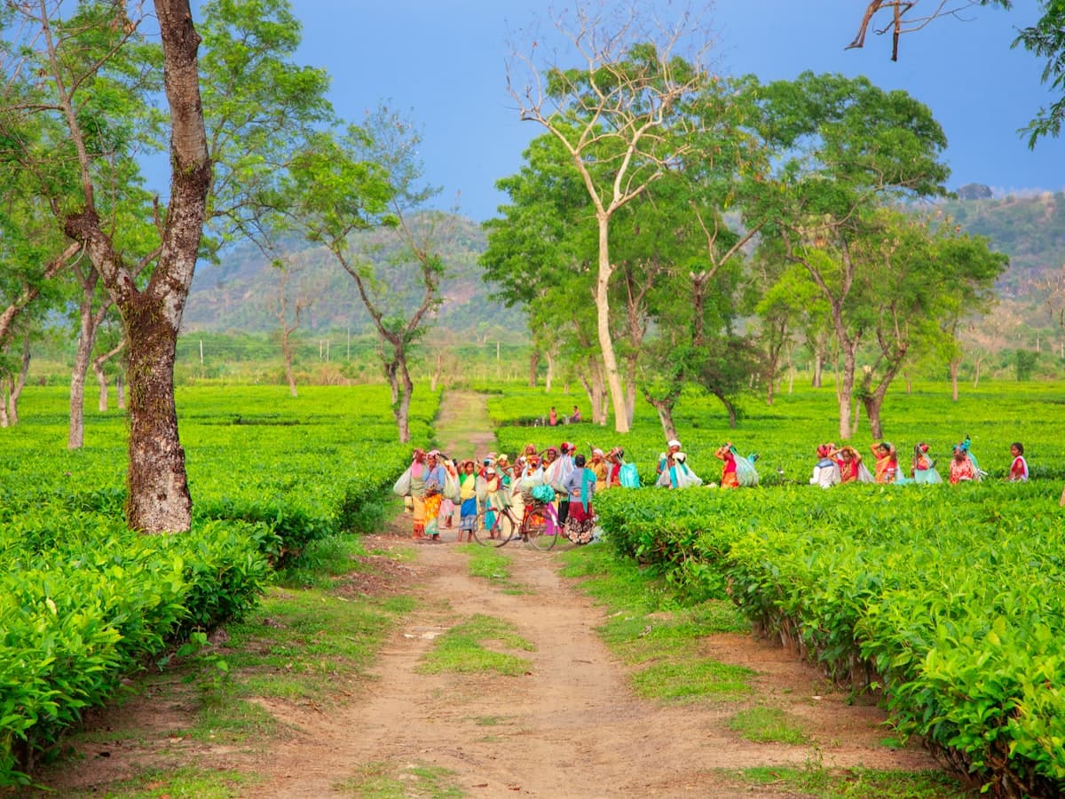 A dirt path runs between rows of bright green tea bushes on an estate in Assam.