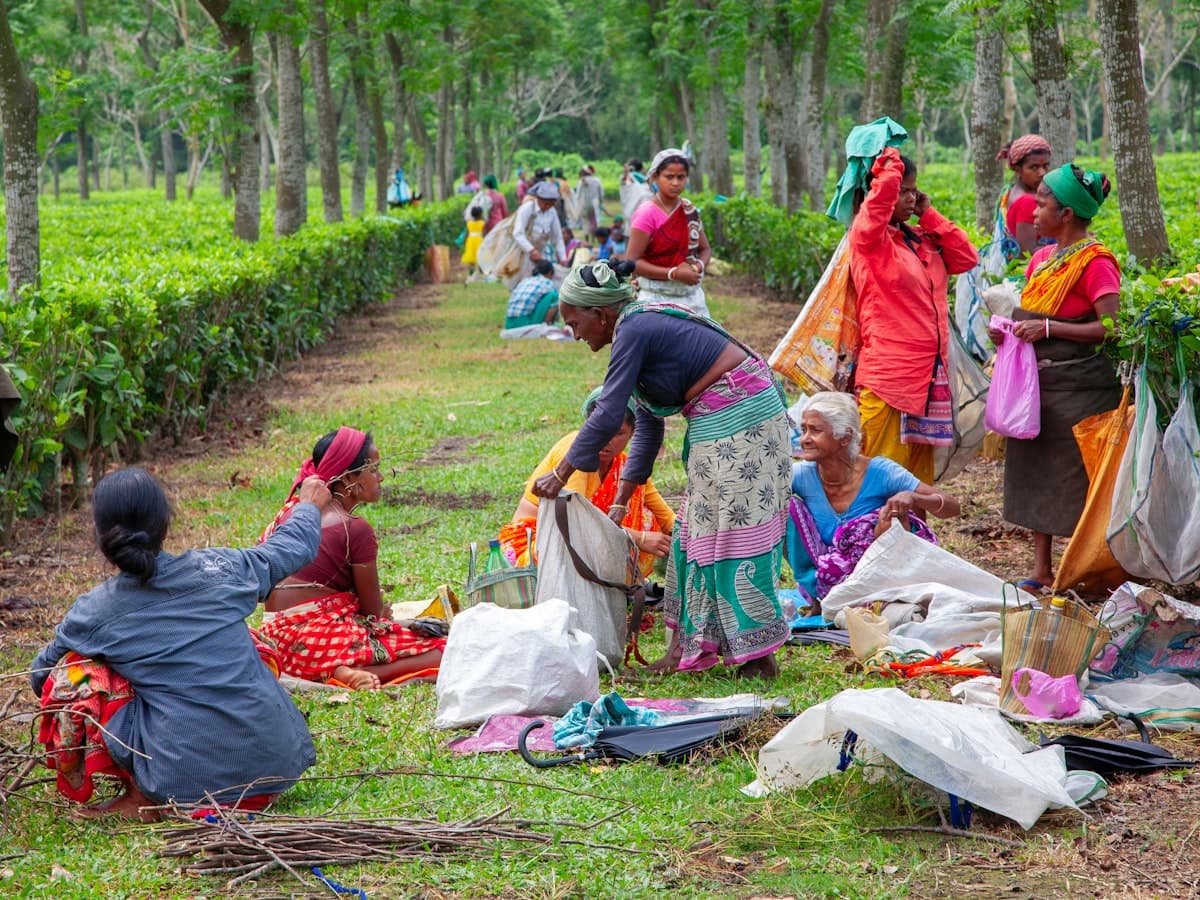 Rows of lush tea bushes stretch across an Assam estate under a bright sky.