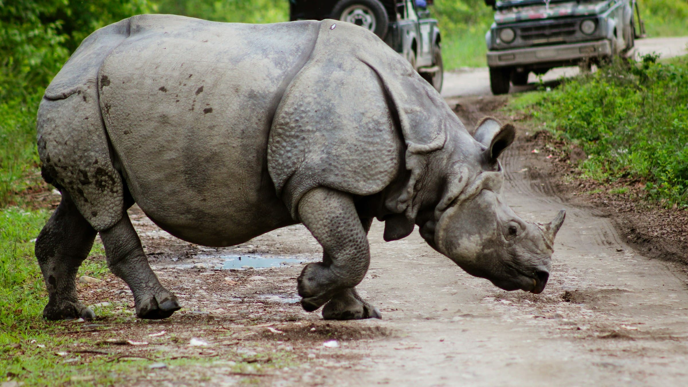 A greater one-horned rhinoceros walks a track through Kaziranga National Park, Assam.