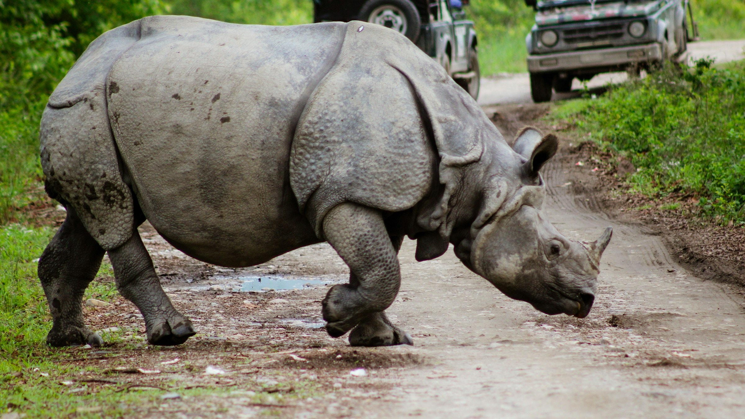 A greater one-horned rhinoceros walks a track through Kaziranga National Park, Assam.