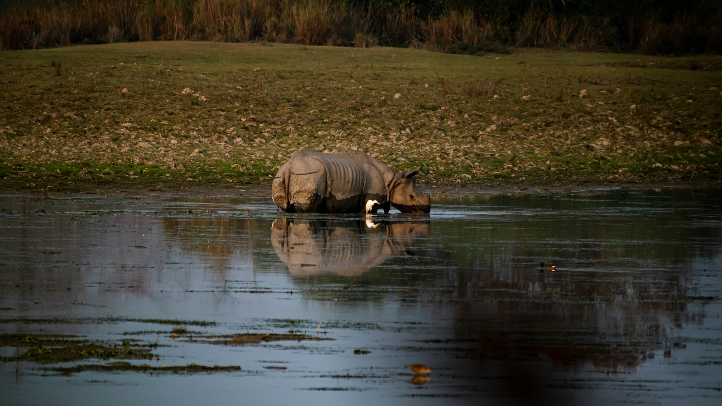 A greater one-horned rhinoceros stands in a shallow wetland pool in Kaziranga National Park, Assam.