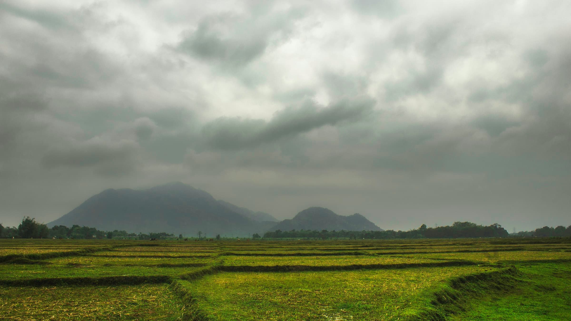 Green fields stretch towards distant hills under a broad cloudy sky in Assam.