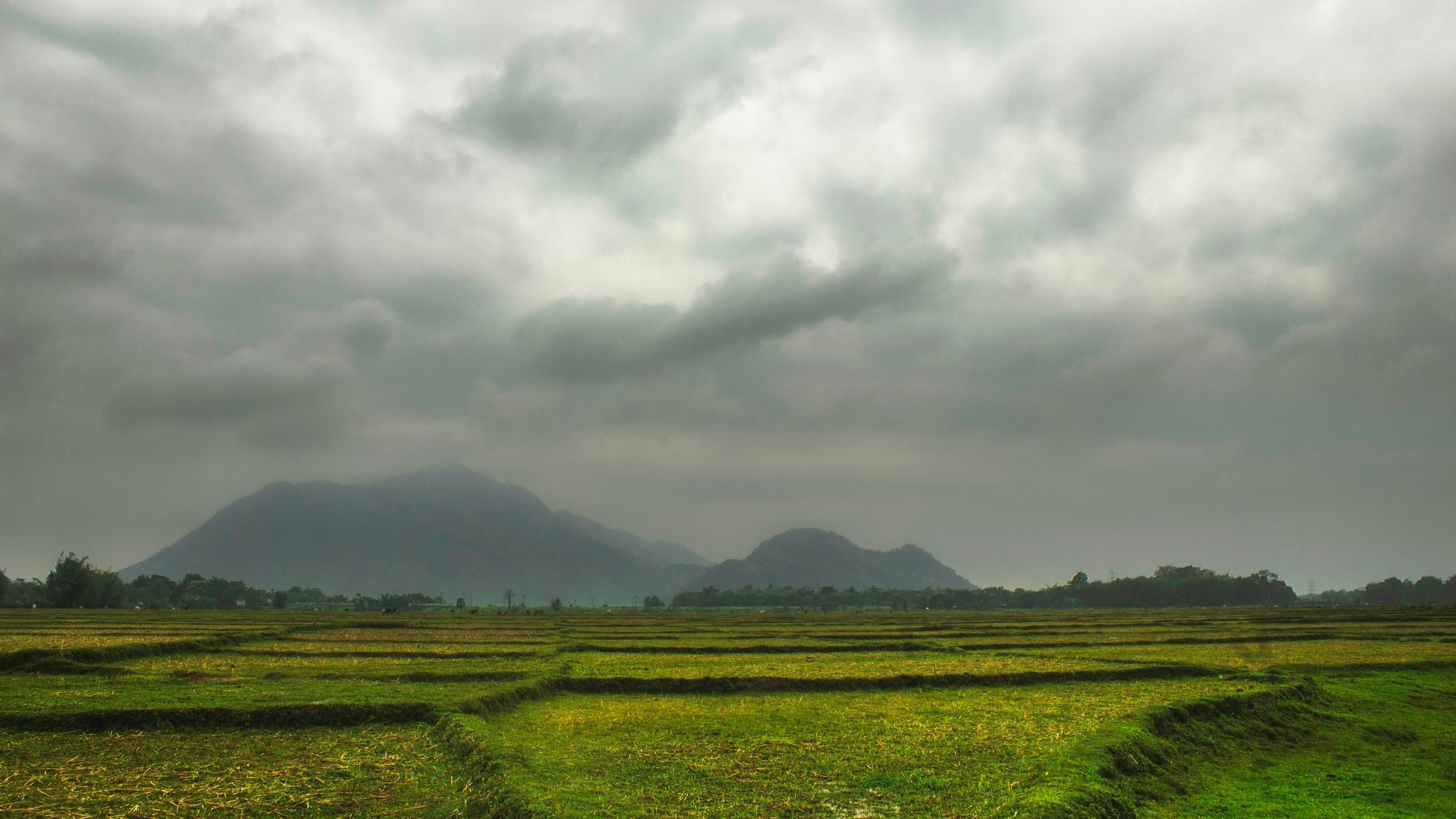 Green fields stretch towards distant hills under a broad cloudy sky in Assam.