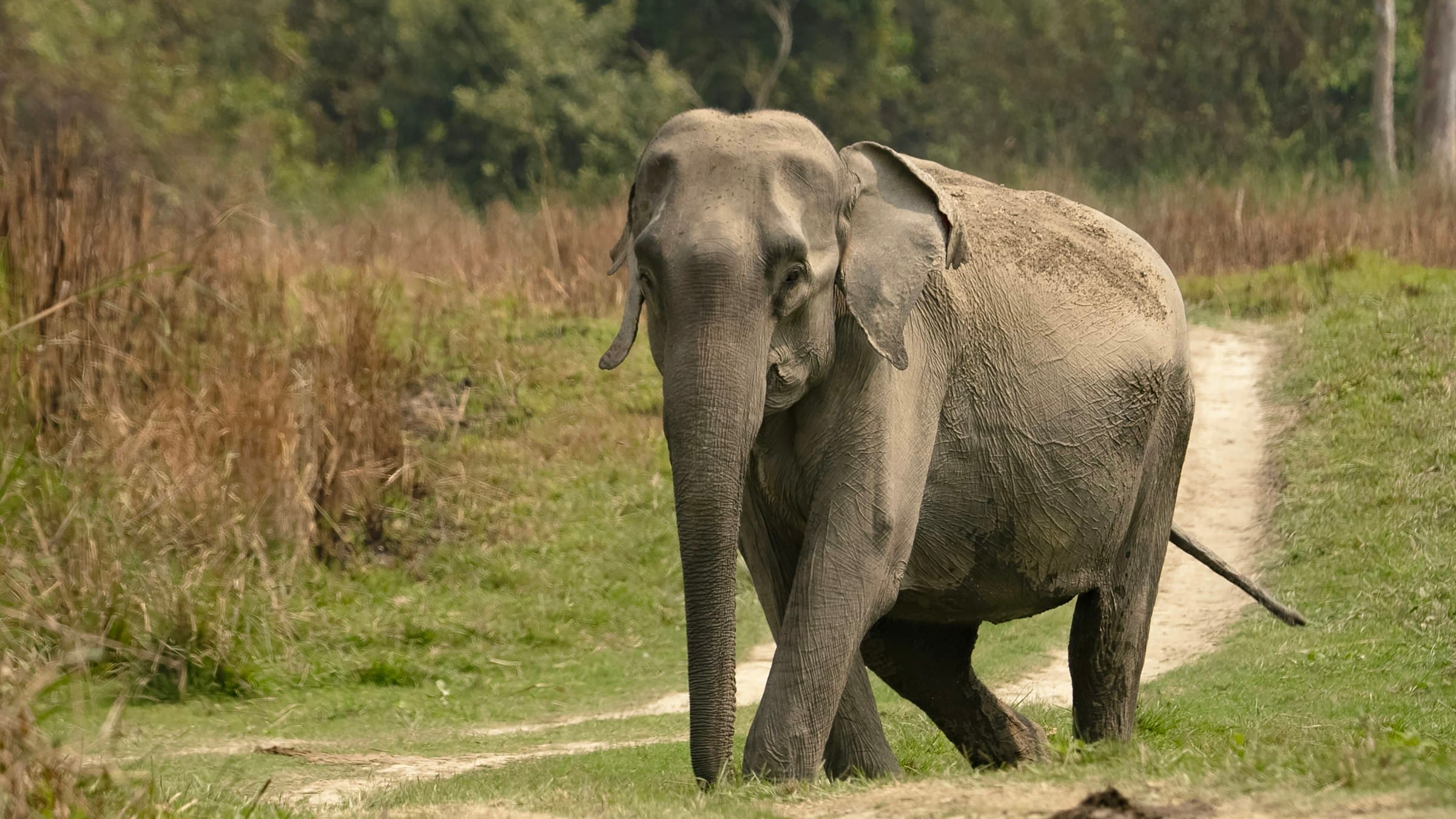 An elephant walks a bare track through the grassland of Kaziranga National Park, Assam.