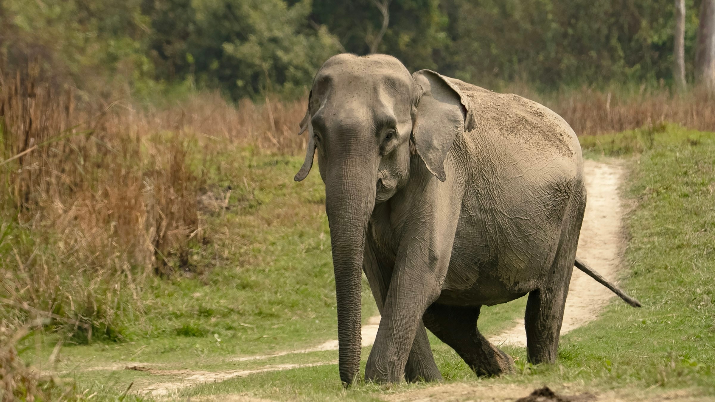 An elephant walks a bare track through the grassland of Kaziranga National Park, Assam.