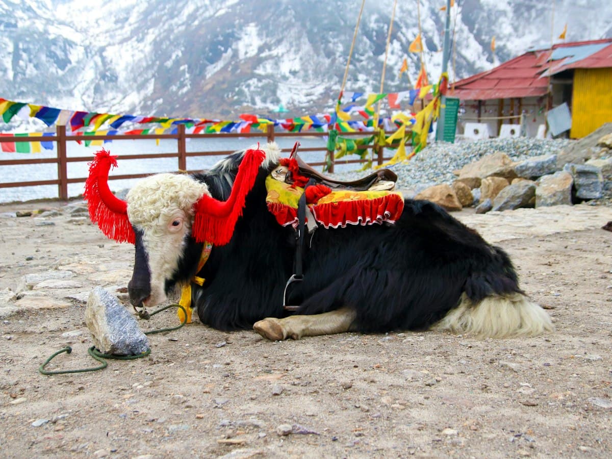 A yak fitted with a traditional red-and-yellow decorated headdress near Tsomgo Lake, Sikkim.