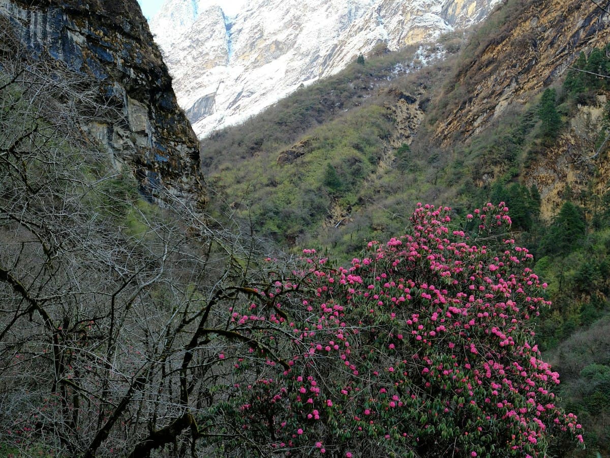 A blooming rhododendron shrub with pink-red flowers in a mountain valley.