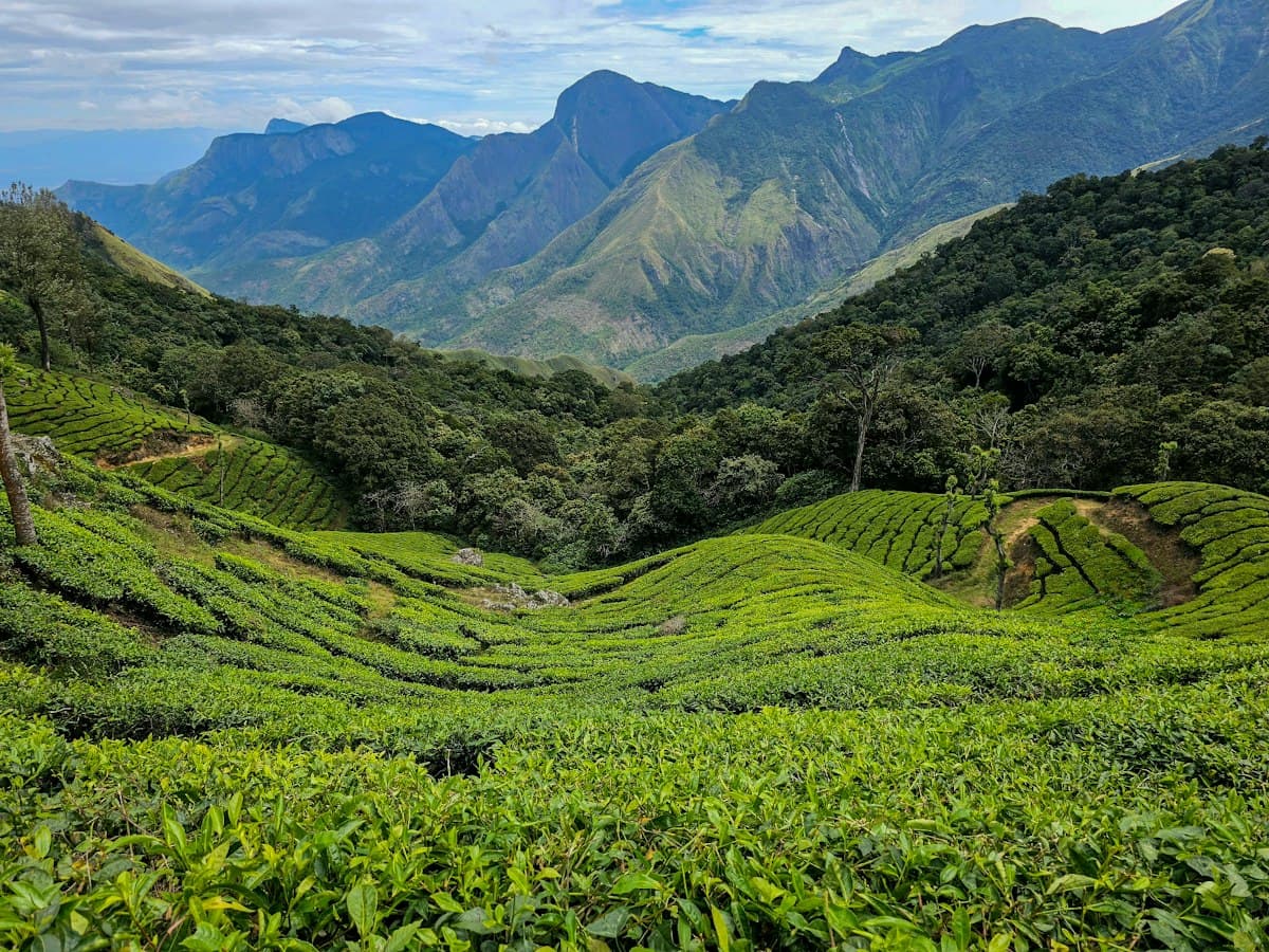 Rows of a manicured tea plantation on a hillside within a mountain range.