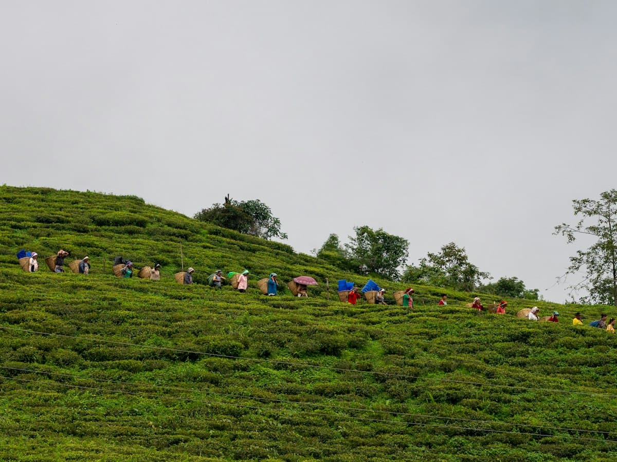 Visitors walk up a lush green tea-covered hillside at Temi Tea Garden in South Sikkim.