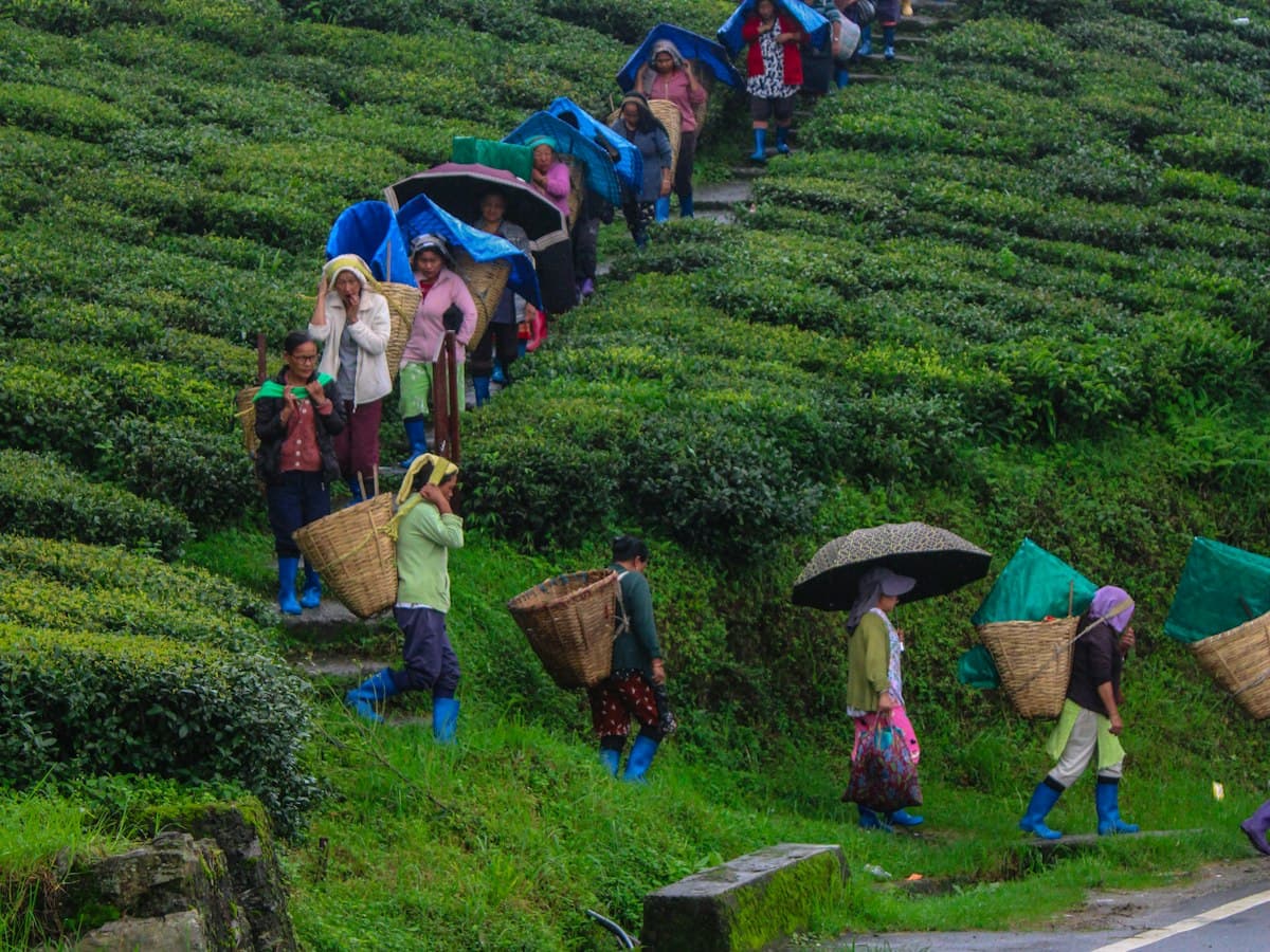 Workers carry baskets up a rain-soaked green tea hillside at Temi Tea Garden, Sikkim.