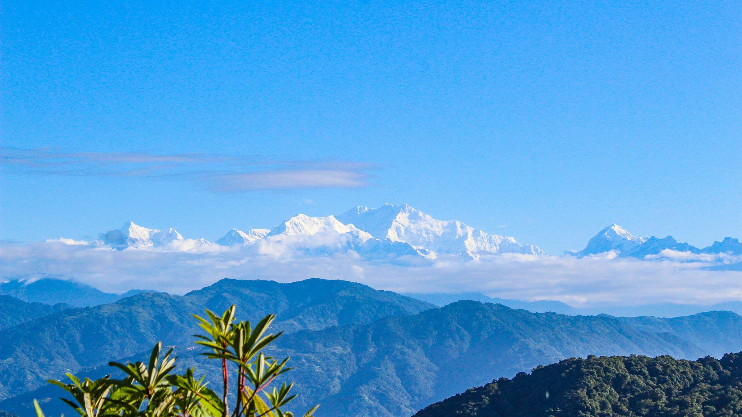 The snow wall of the Kanchenjunga range rising beyond layered forested foothills in the eastern Himalayas.