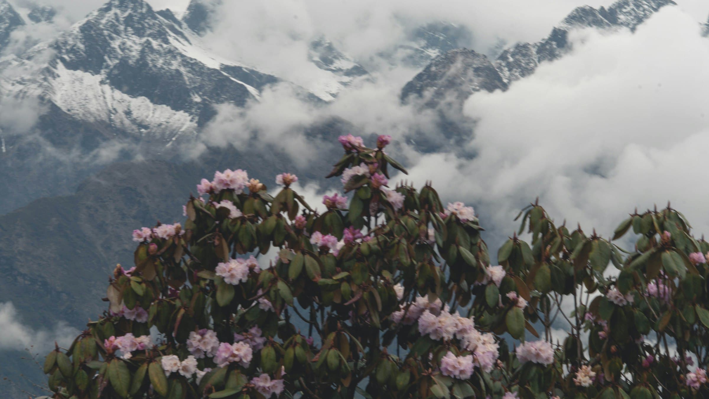 Pink Himalayan blooms in the foreground with mist and snow peaks behind, Mardi Himal, Nepal Himalaya.