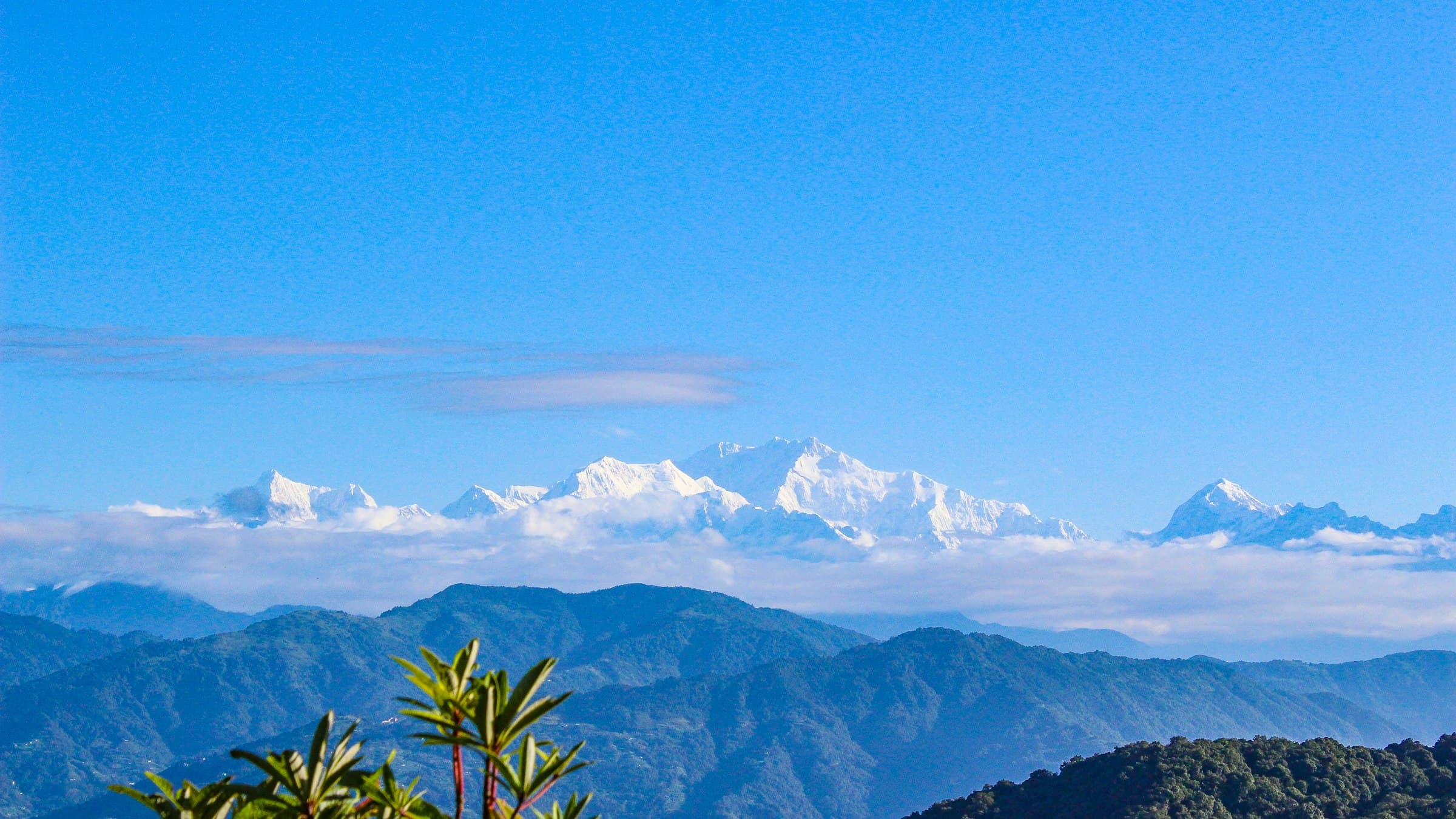 Layered peaks of the Kanchenjunga massif above forested foothills in cool blue morning light.