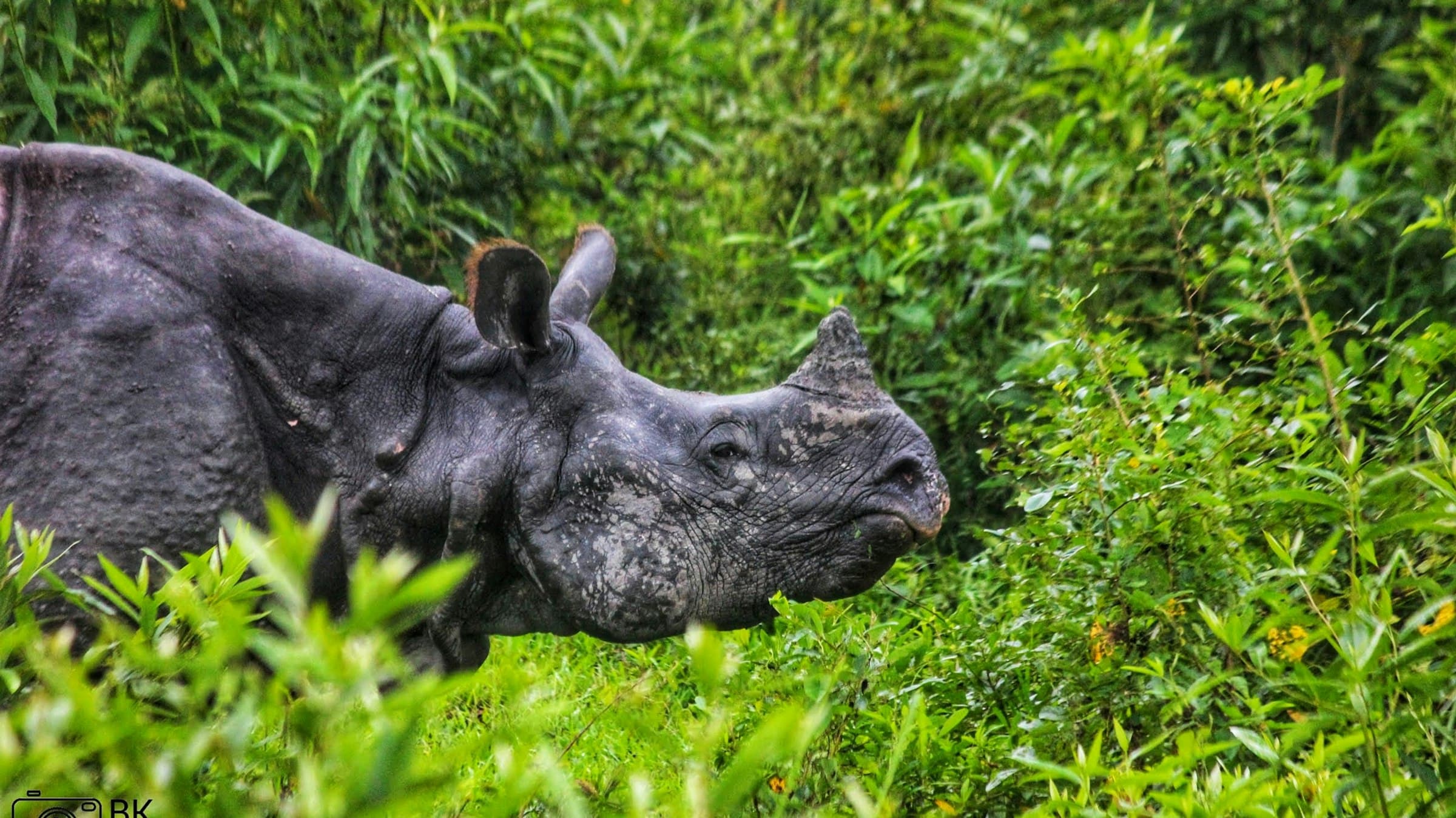 A one-horned Indian rhinoceros rests in tall grassland at Kaziranga National Park, Assam.