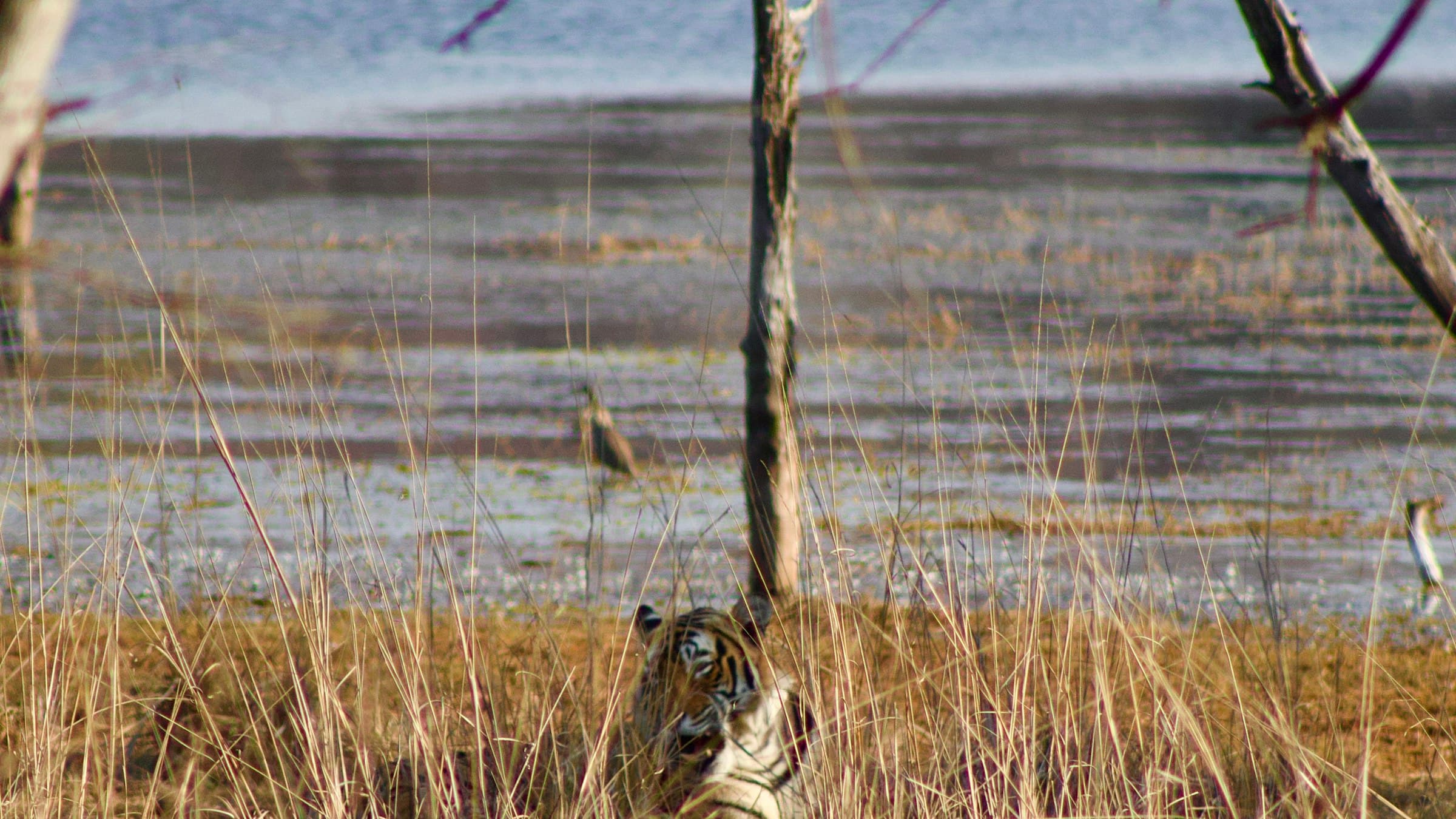 A wild Bengal tiger sits in dry grass beside a water body at Ranthambore National Park, Rajasthan.
