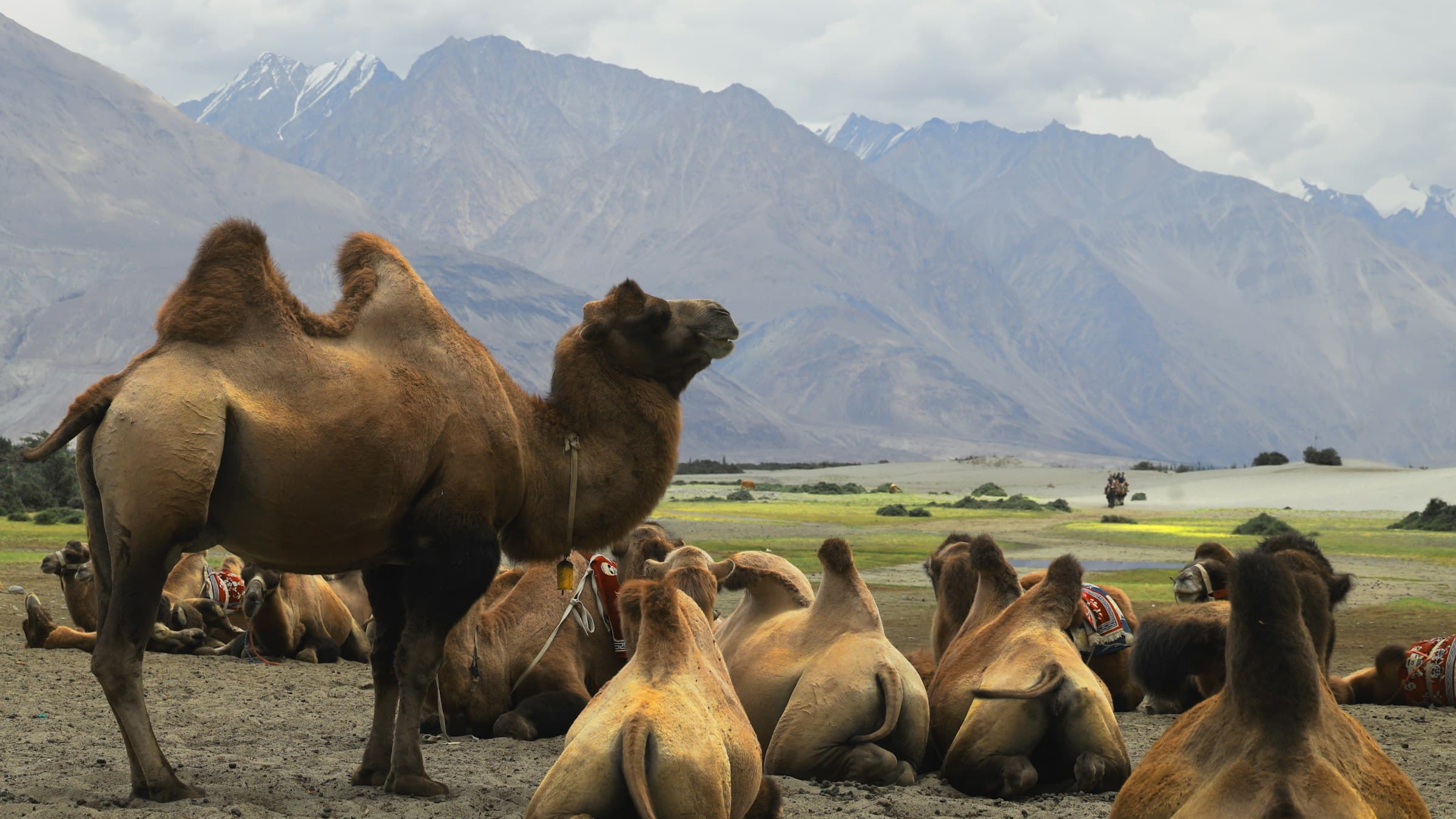 Camels rest on the sand dunes of the Nubra Valley beneath Ladakh's mountains.