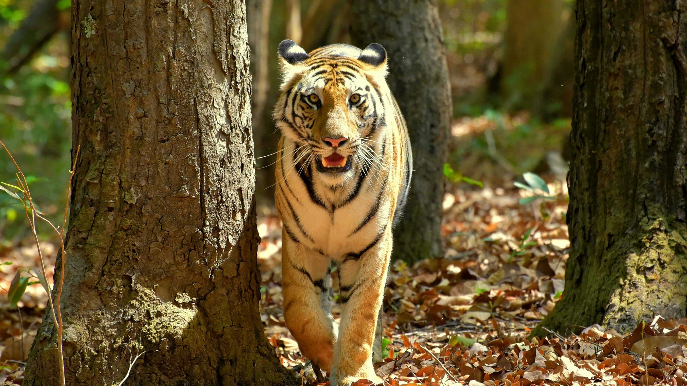 A Bengal tiger walks through a dry deciduous forest in India.