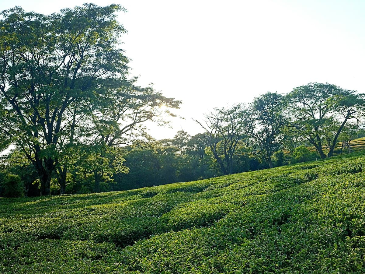 Green tea-country fields dotted with trees under a blue sky near Palampur, Himachal Pradesh.