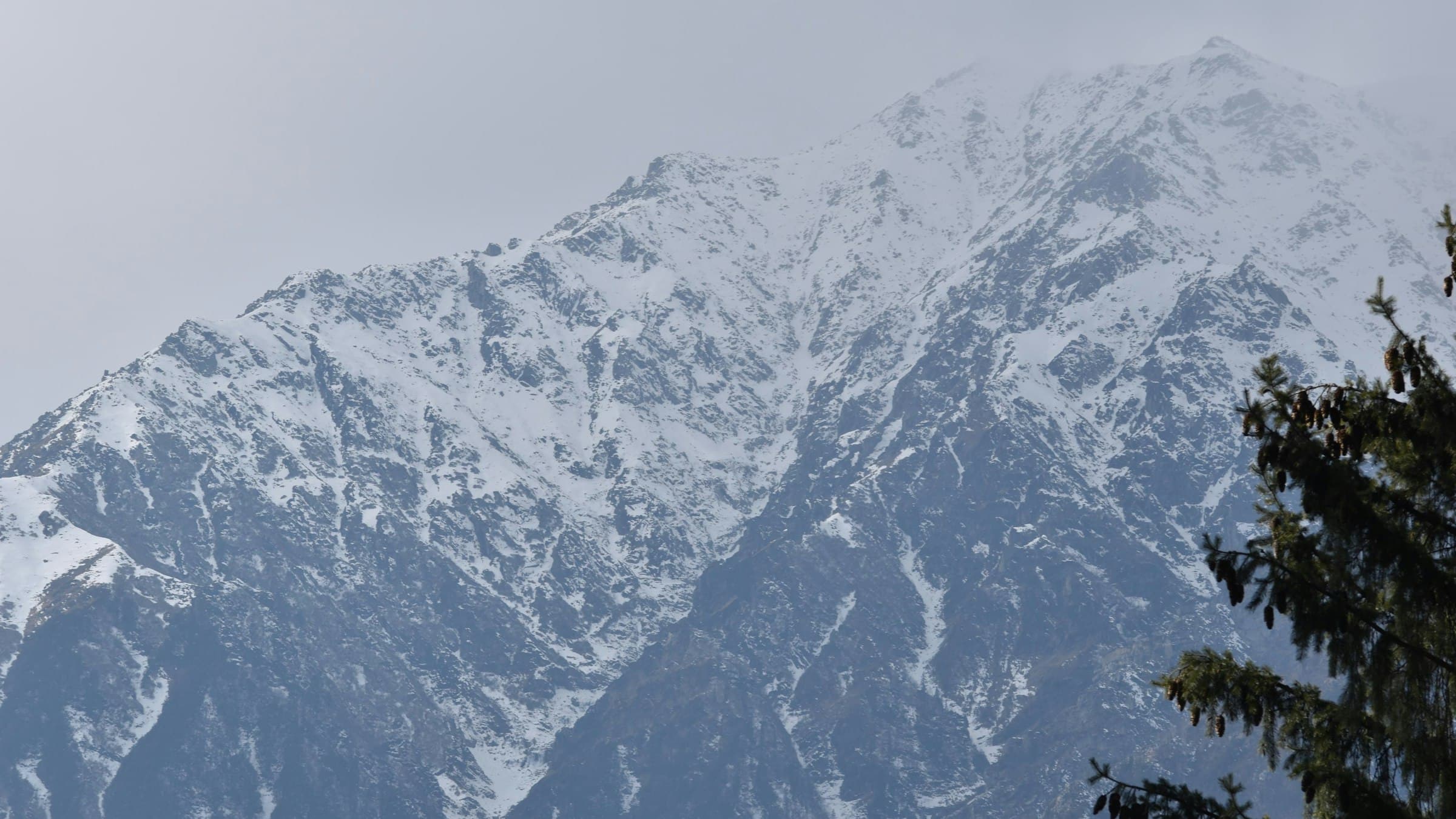 Snow-covered Himalayan peaks rise behind a foreground of evergreen fir trees near Manali.