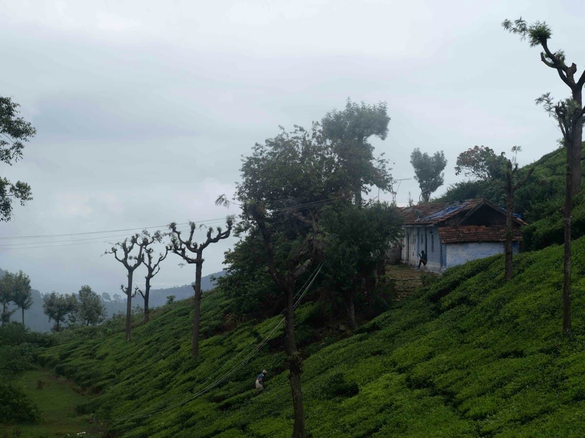 Rolling tea plantations with a house on the hillside in the Nilgiris near Coonoor.