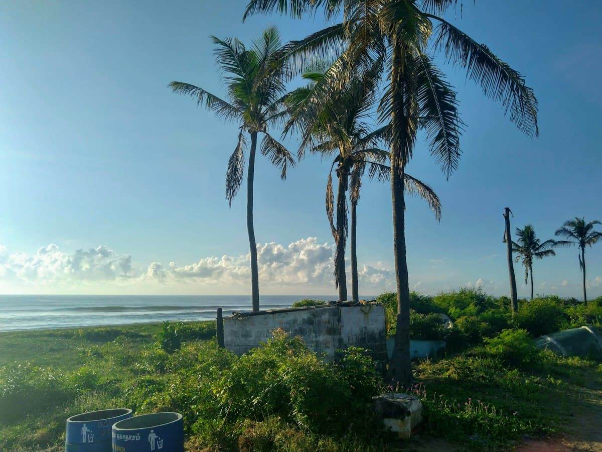 A coconut palm leans over the sea at a beach along Chennai's East Coast Road.