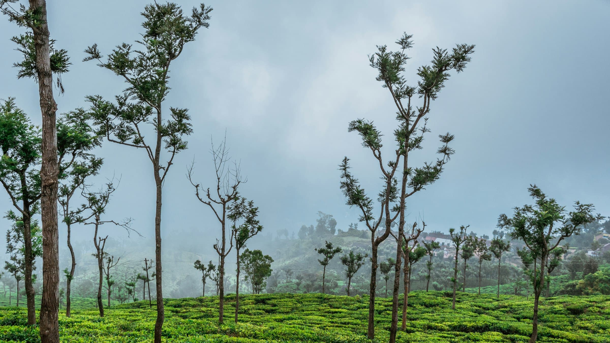 Misty tea gardens roll across the hillsides around Coonoor in the Nilgiris.