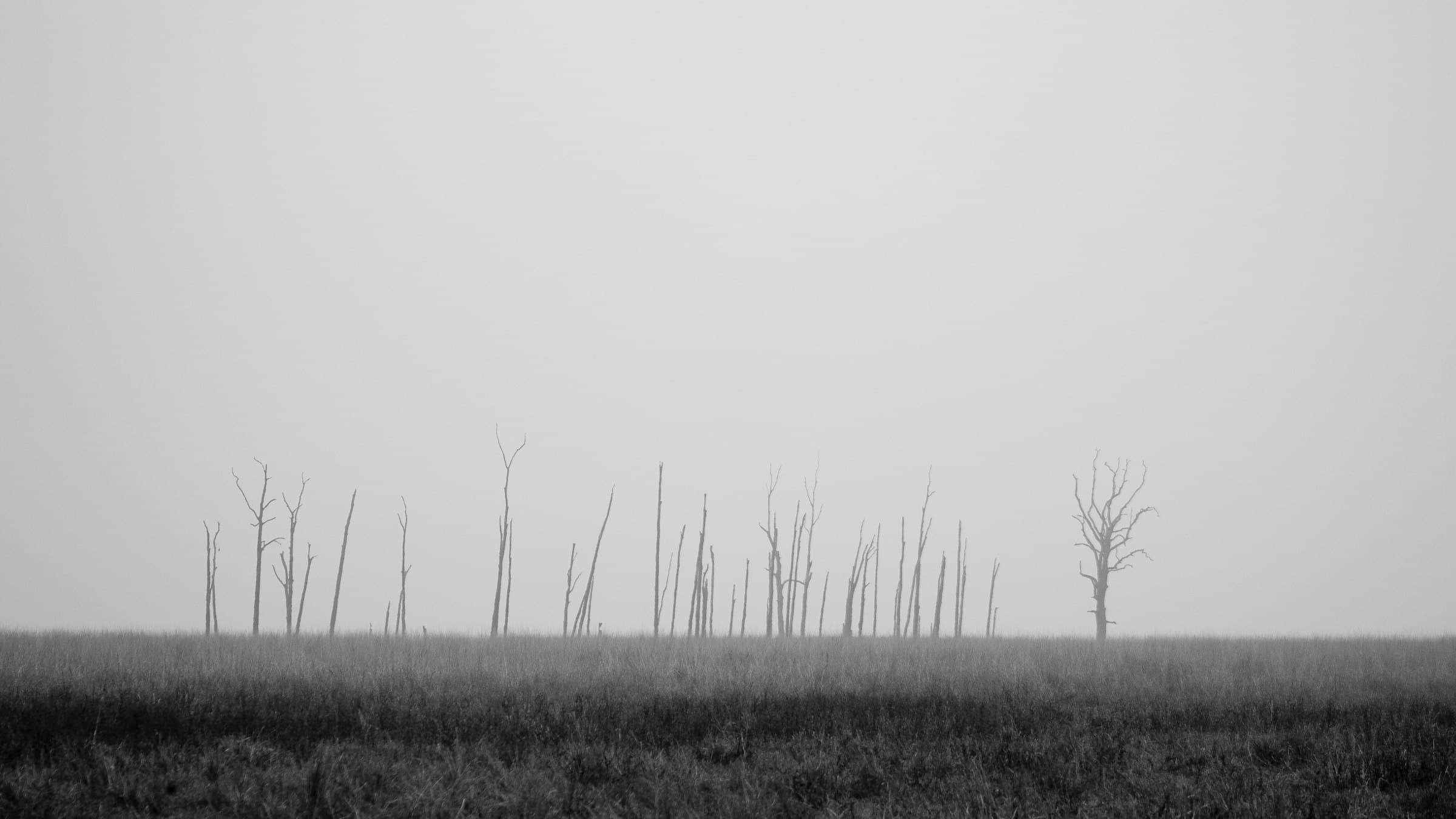 Misty grassland and sal forest at Dhikala inside Jim Corbett National Park, Uttarakhand