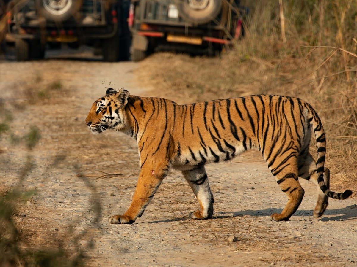 A tiger crosses a dirt track inside Jim Corbett National Park, Ramnagar, Uttarakhand