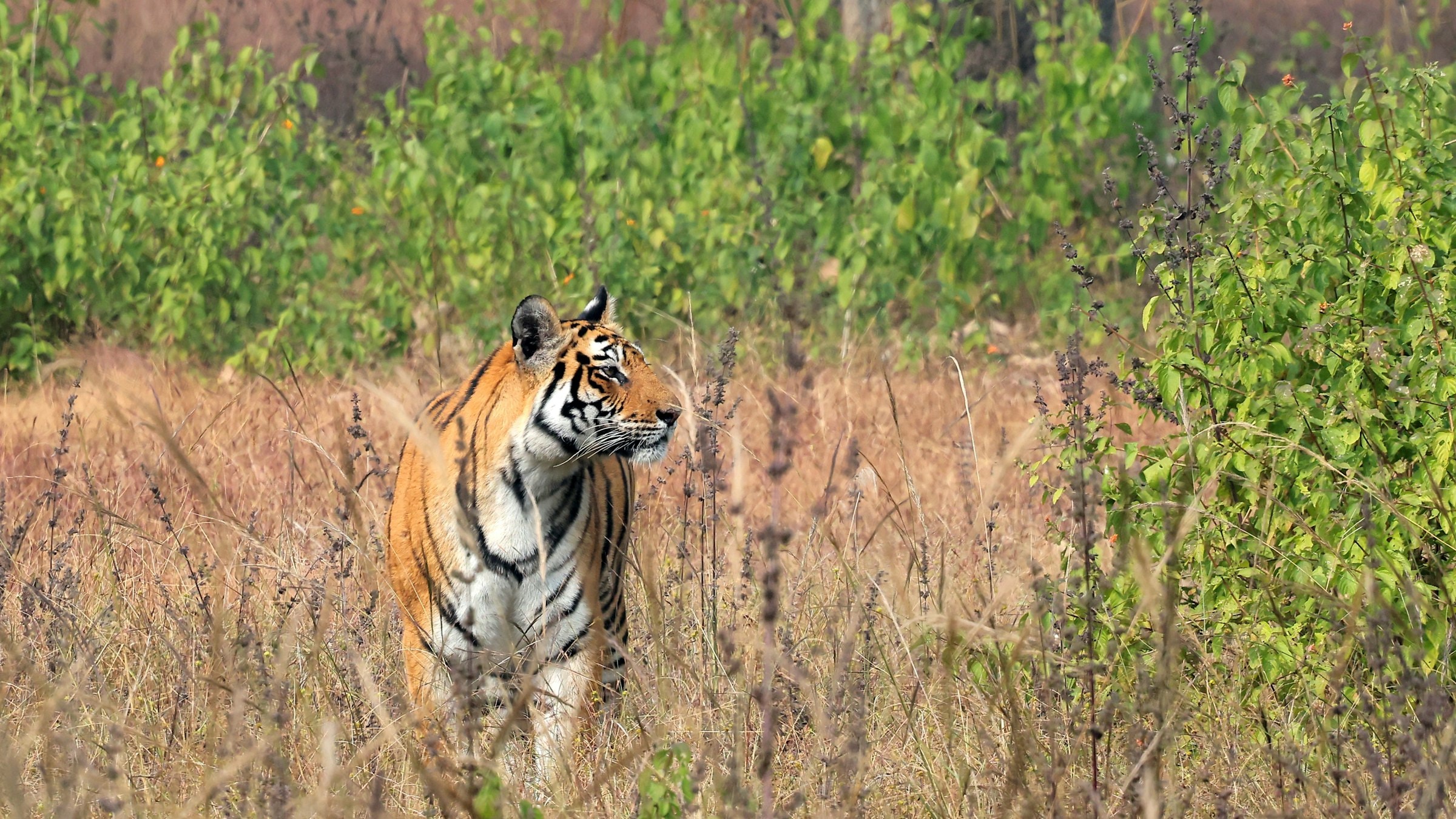 A tiger stands alert in dry grass among green foliage in an Indian forest reserve.