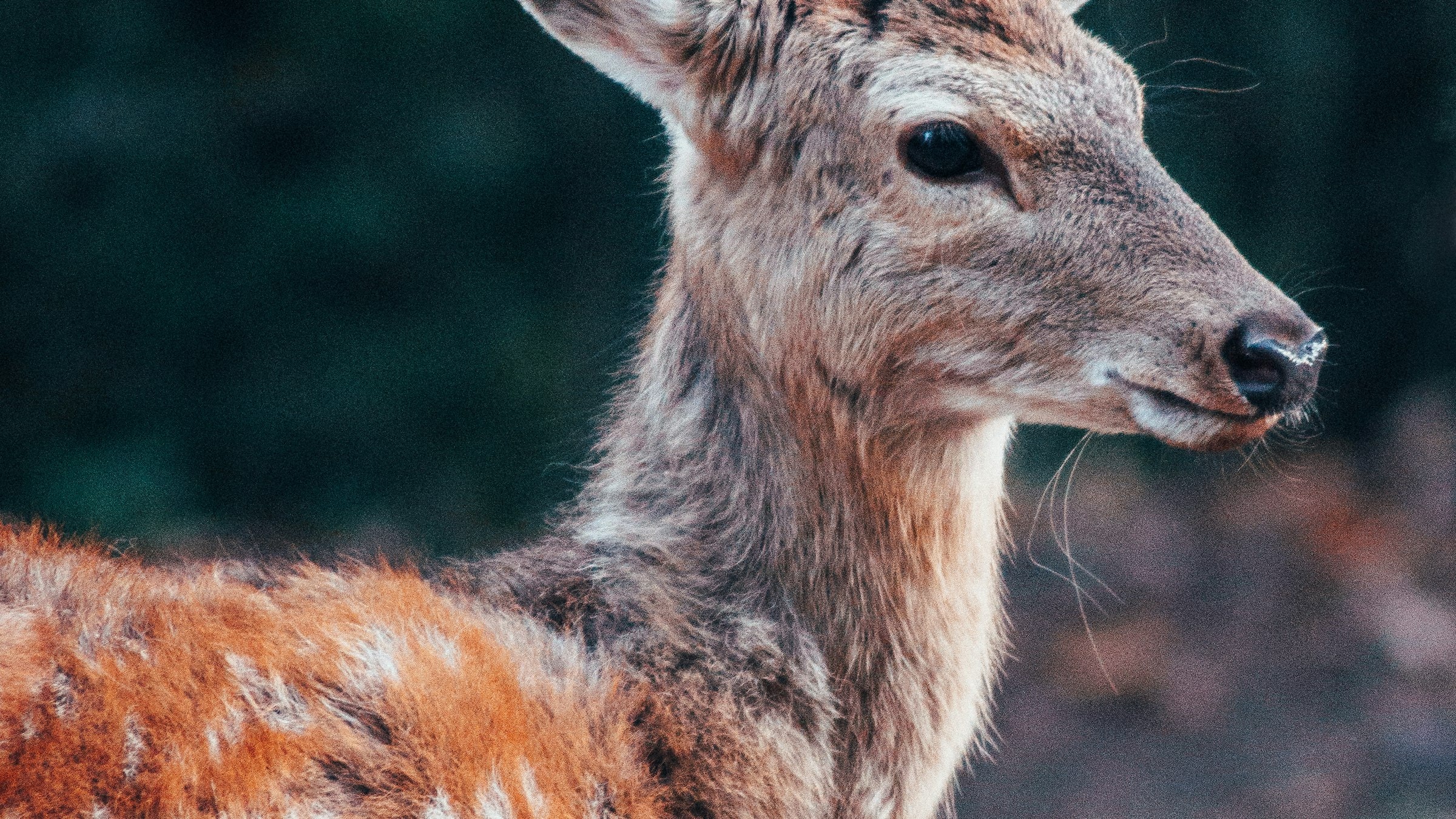 A spotted deer stands alert in tall grass, its coat dappled with light.