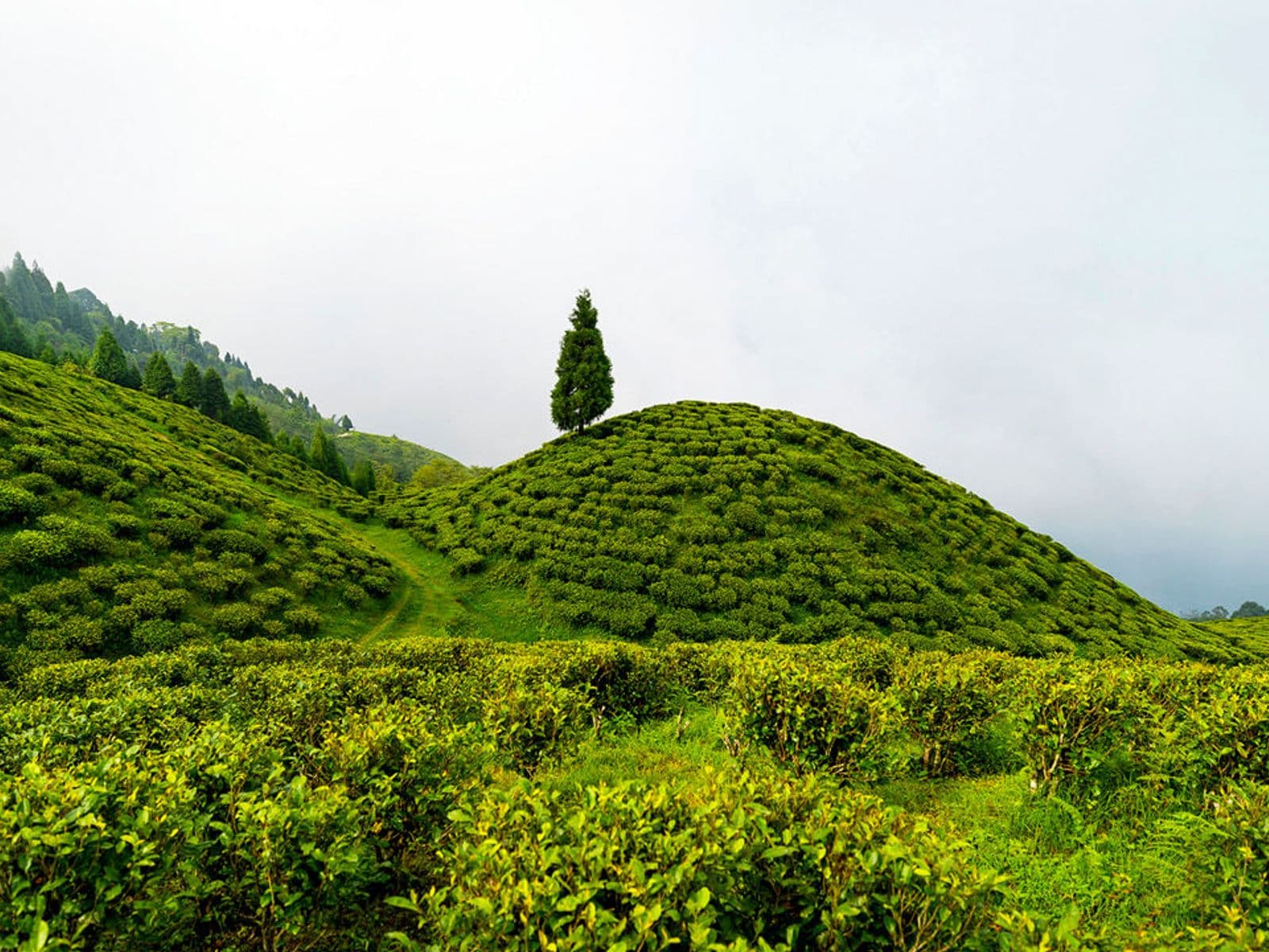 Rolling green rows of the Happy Valley Tea Estate on a hillside in Darjeeling