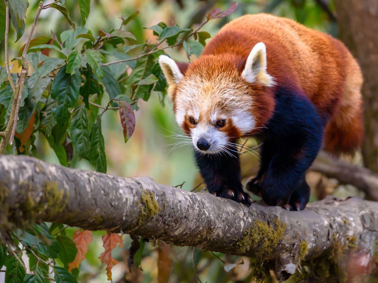A red panda on a branch, the signature species of Darjeeling's Padmaja Naidu Himalayan Zoological Park