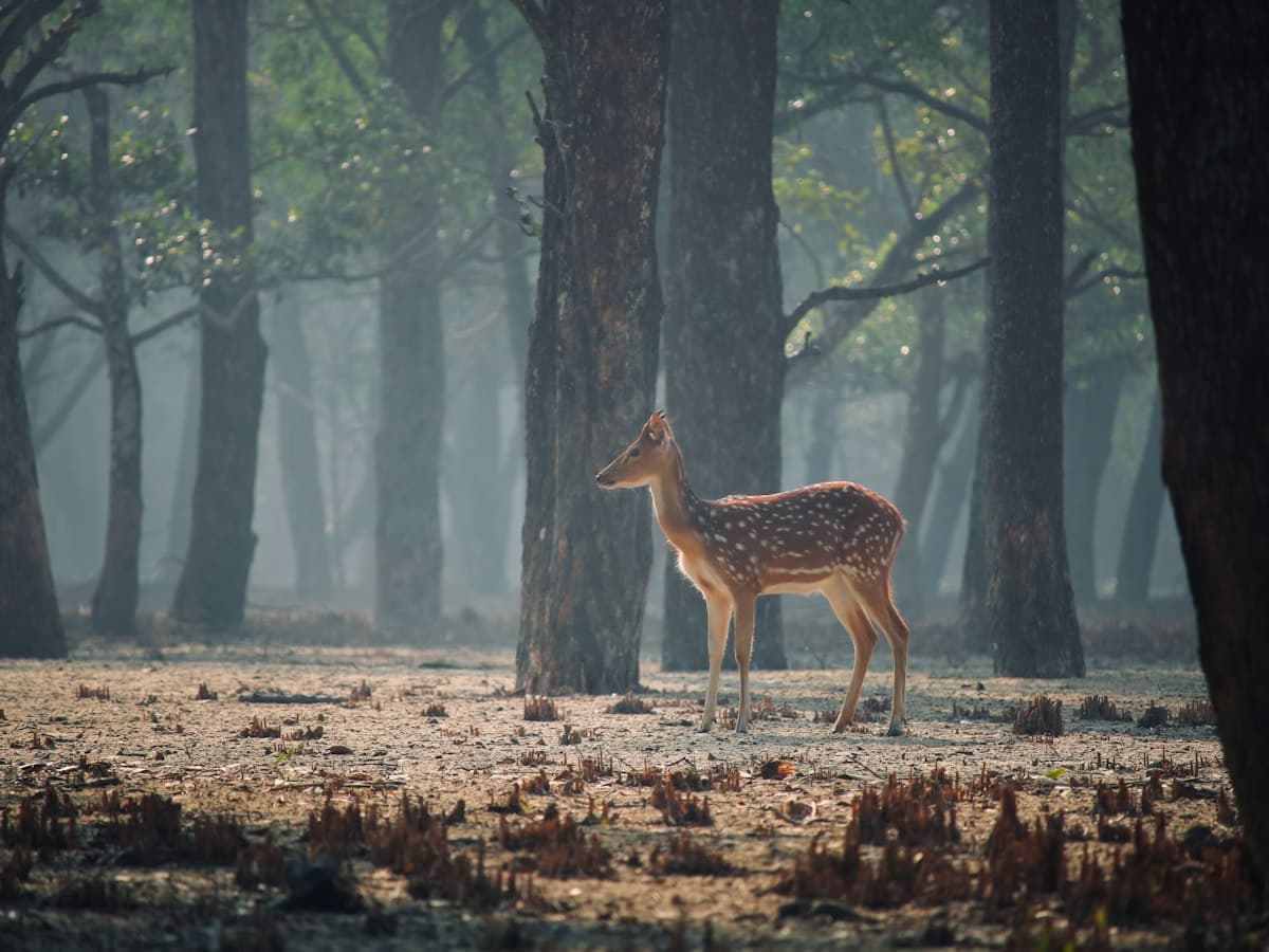 A spotted deer in the Sundarbans mangrove forest habitat