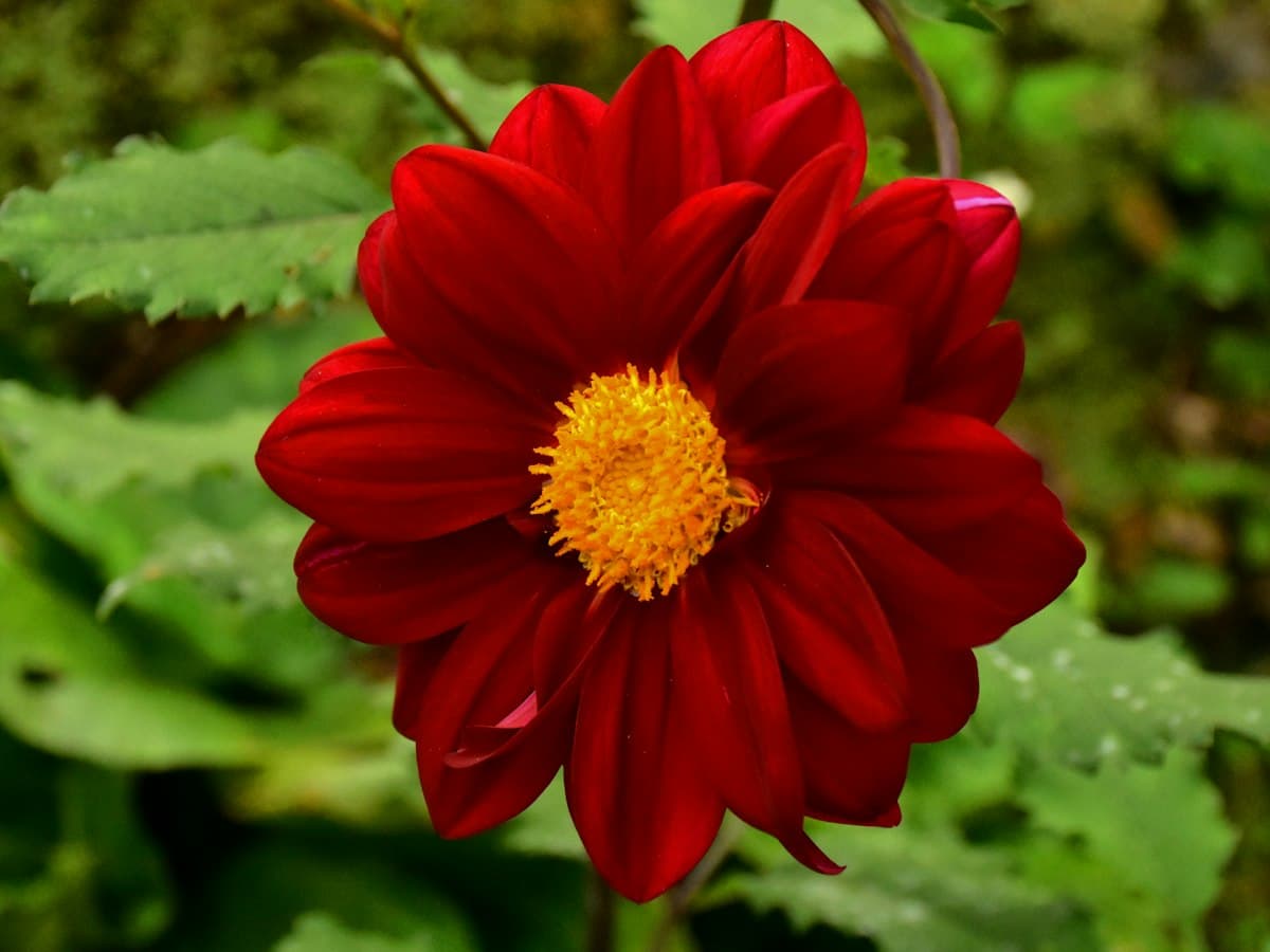 A red dahlia in bloom at a flower nursery in Kalimpong, West Bengal