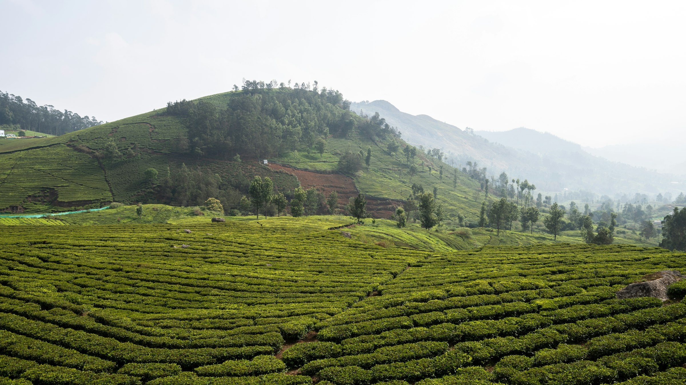 A tea plantation covering rolling hills and mountains