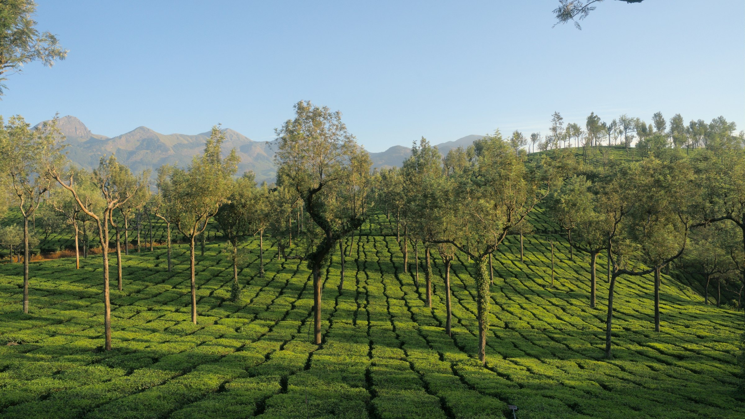 Neatly trimmed tea plantation rows under a blue sky in Munnar, Kerala