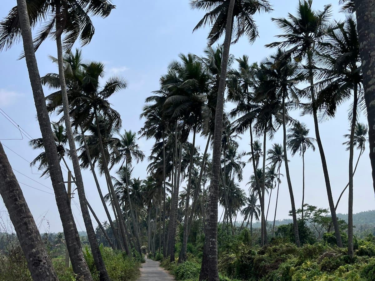 Country road lined with tall coconut palms in the Goan countryside