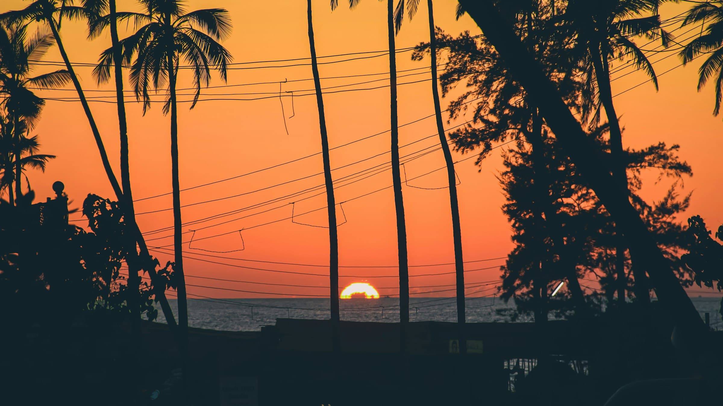 Palm trees in silhouette at sunset, Arambol Beach, North Goa