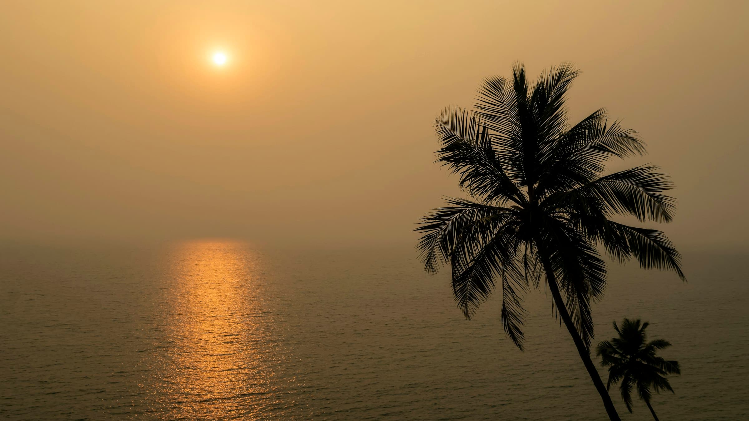 Sun setting over the sea behind a palm tree on a Goa beach