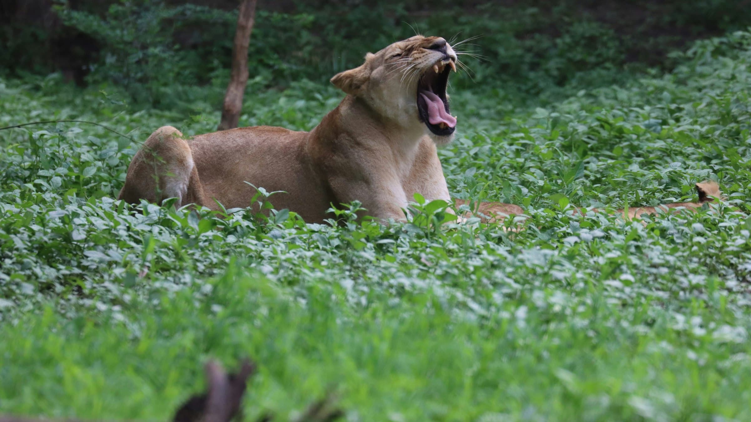 An Asiatic lioness yawning in green undergrowth at Sasan Gir, Gujarat